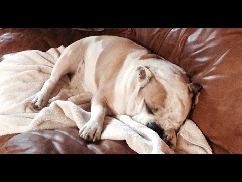 Youtube: Bulldog Wants Hugs and Kisses