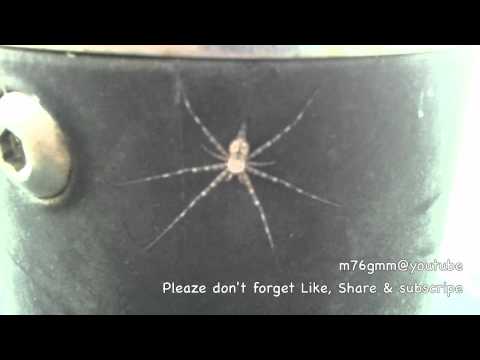 Youtube: Two Tailed Spider (Hersiliidae) Sydney Olympic park عنكبوت بو ذنبين