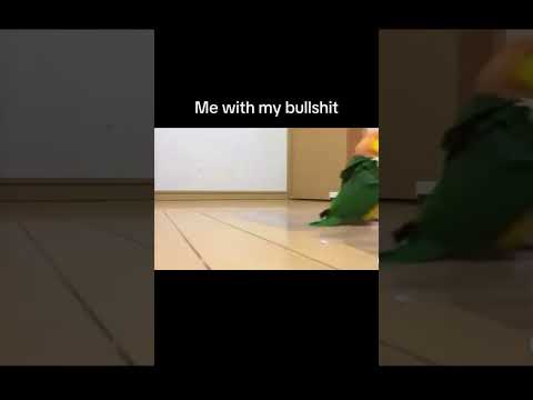 Youtube: Guilty 🫠🤣 #viral #birds #pets #shorts #fyp #ytshorts #share #comedy #funnyvideos #relationship #lol