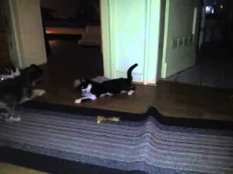 Youtube: Shiva und Kitty spielen wieder!