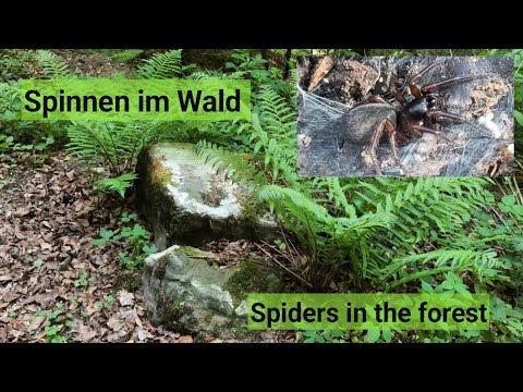 Youtube: Spinnen im Wald, Spiders in the forest