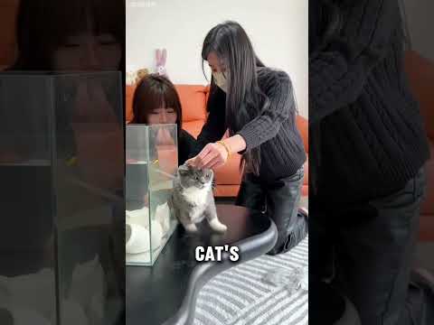 Youtube: Dieses virale Haustierprodukt entwickelt sich zu einer lukrativen Geschäftsidee! #shorts #usa #us...