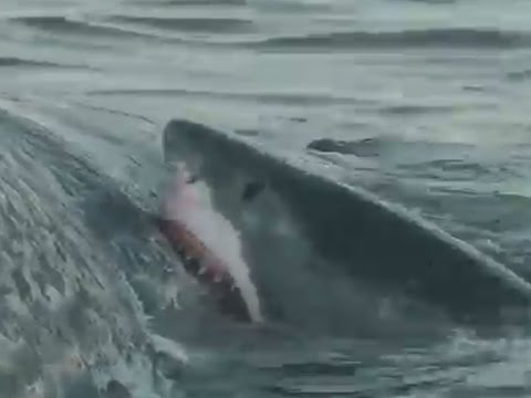 Youtube: Festmahl in Australien: Hier zerlegen fünf Haie einen Pottwal