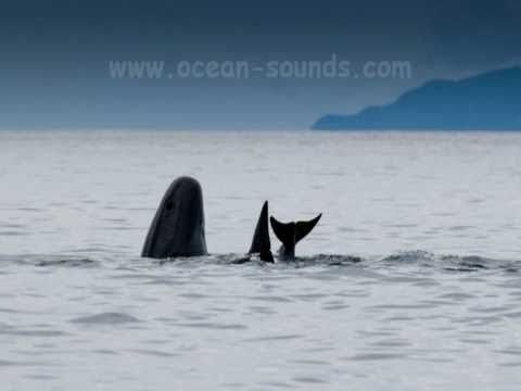 Youtube: Magical Whales and Seascapes of Lofoten