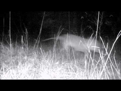 Youtube: Possible Thylacine (Tasmanian Tiger) Trail Cam Footage