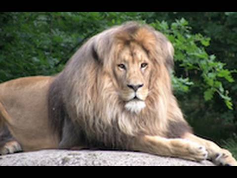 Youtube: Zoo Leipzig - Africa