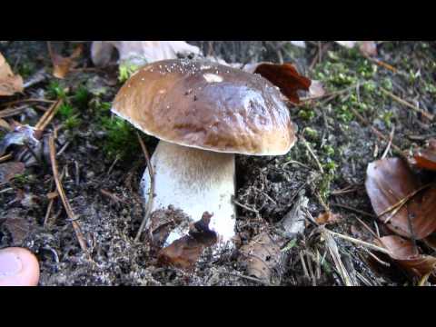 Youtube: Funghi porcini- best video 2011! by Marco