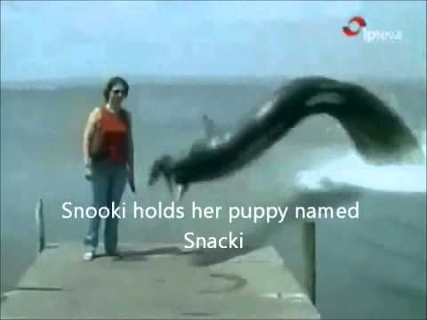Youtube: Sea Monster eats dog. Snooki's dog gets eaten by giant eel.