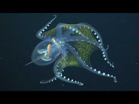 Youtube: Glass Octopus Captured in Rare Footage By Underwater Robot