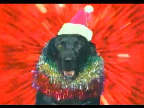 Youtube: Jingle Bells Jingle Dogs