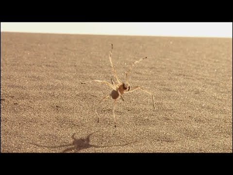 Youtube: Cebrennus rechenbergi - the flic-flac spider