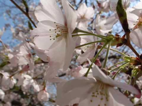 Youtube: Sakura  Japanese folk song 1