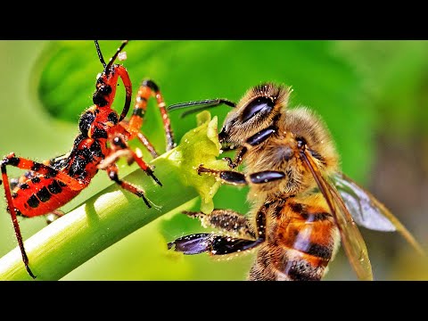 Youtube: Giftige Wanze attackiert Bienen! Wer gewinnt?