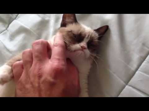 Youtube: The Original Grumpy Cat!