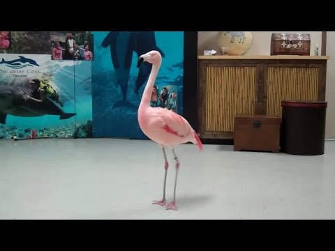 Youtube: "Pinky" the flamingo dancing