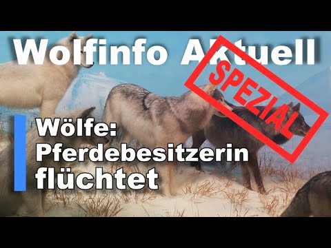 Youtube: Wolfinfo Aktuell 73  (Wölfe: Pferdebesitzerin flüchtet auf Anraten des Wolfsberaters.)