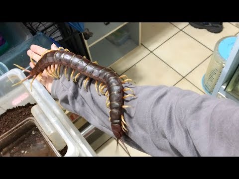 Youtube: Giant Pet Centipede Crawls All Over Its Owner