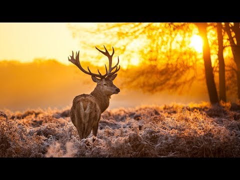 Youtube: The Breathtaking Beauty of Nature | HD