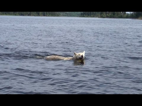 Youtube: Rare White Wolf swimming across Northern Saskatchewan lake (Canada)