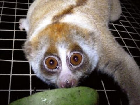 Youtube: Slow loris rescue by International Animal Rescue - Cepat