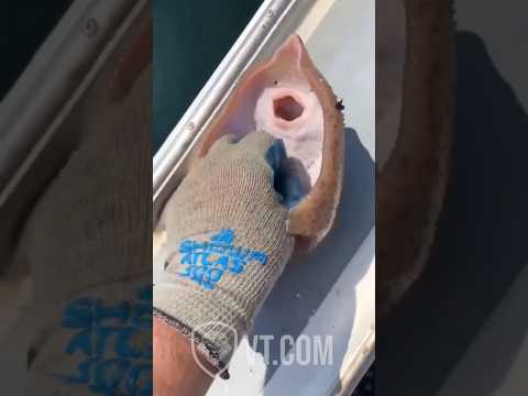 Youtube: Stingray Gets Tickled and Absolutely Loses Control 😂