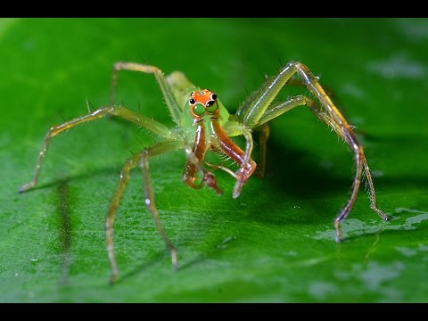 Youtube: Multi-tasking in male Lyssomanes viridis  (magnolia green jumping spider)