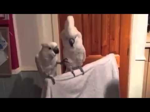 Youtube: Kakadu tanzt