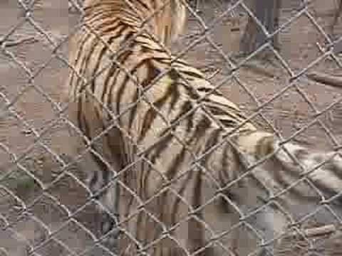 Youtube: Tiger Attack