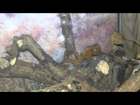 Youtube: Pterinochilus murinus spinnt  Teil 2