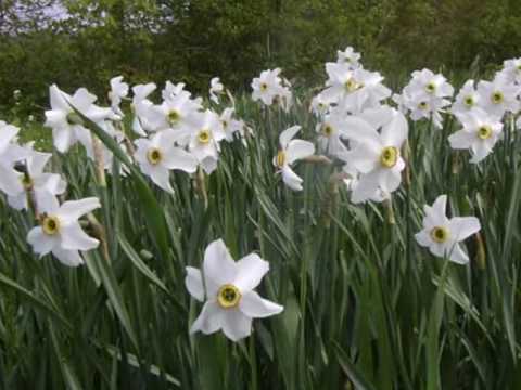 Youtube: April - Flowers Show( Andre Rieu   Strauss Medley)