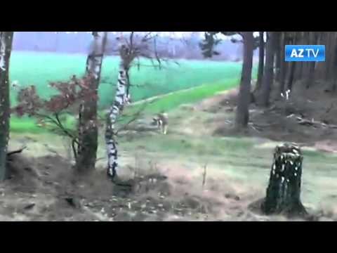 Youtube: Wolfsrudel im Kreis Uelzen