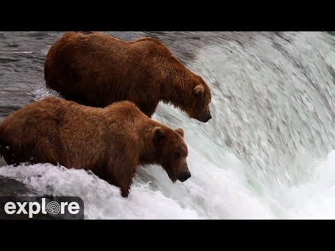 Youtube: Brooks Falls - Katmai National Park, Alaska powered by EXPLORE.org