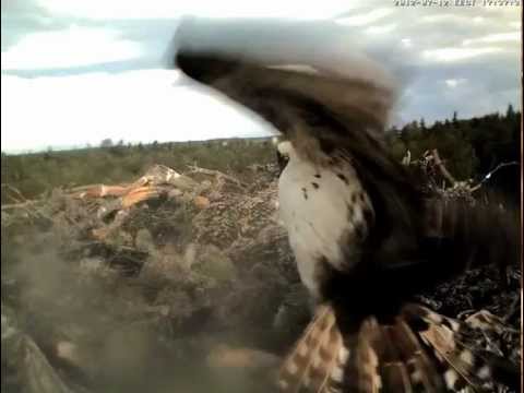 Youtube: ESTLAT Osprey Nest - The flying branch 12.07.2012.