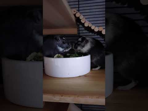 Youtube: Meine Rennmäuse beim knabbern 1