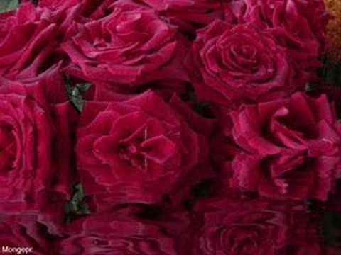 Youtube: Rose garden - Lynne Anderson