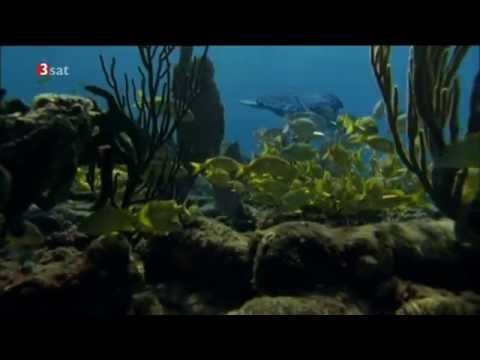 Youtube: Tortuga - Die unglaubliche Reise der Meeresschildkröte