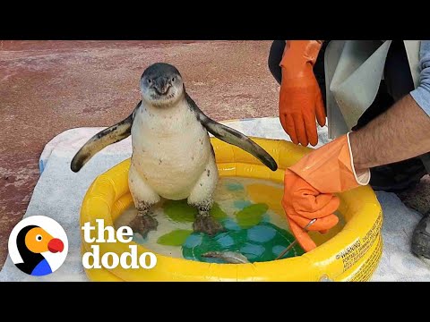 Youtube: Watch This Guy Help A Baby Penguin Overcome Her Fear Of Water | The Dodo Saving The Wild