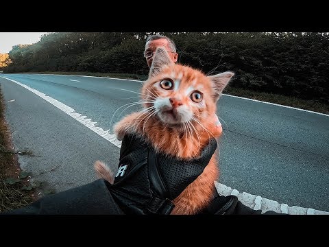 Youtube: JE SAUVE UN CHATON SUR L'AUTOROUTE | MOTO