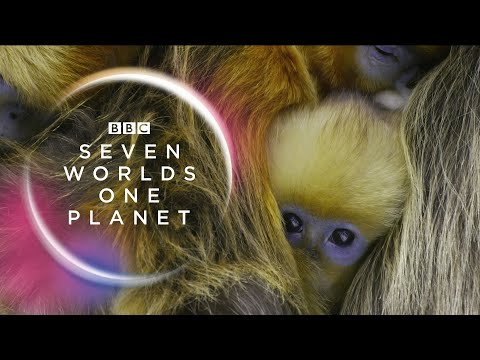 Youtube: Seven Worlds, One Planet: Extended Trailer (ft Sia and Hans Zimmer) | New David Attenborough Series