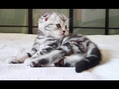 Youtube: The first 30 days of a Cute Kitten