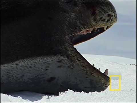 Youtube: Leopard Seal on the Hunt