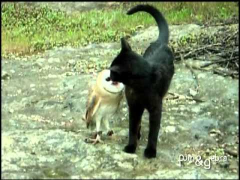 Youtube: Cat and owl playing - Fum & Gebra - Perfect friendship!