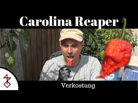 Youtube: Carolina Reaper essen | Schärfste Chili der Welt probieren