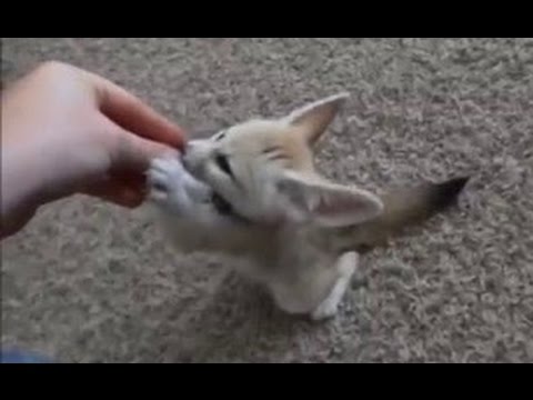 Youtube: Training the Baby Fennec Fox to Sit