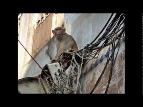 Youtube: Torfrock - Elektriker
