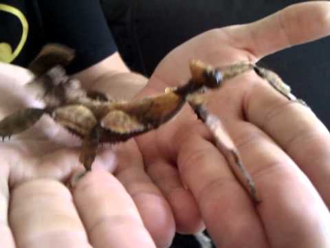 Youtube: Extatosoma tiaratum "Gespensterheuschrecke"