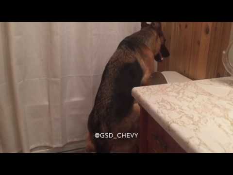 Youtube: Chevy the dog uses the toilet