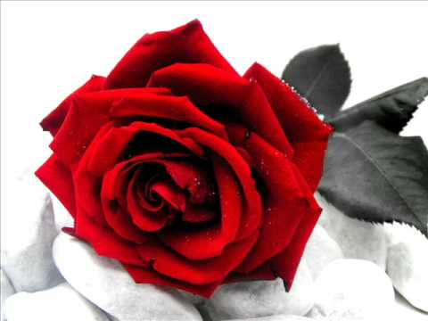 Youtube: rose rosse - massimo ranieri