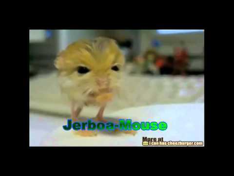 Youtube: Tierfilm rare Spezies.avi