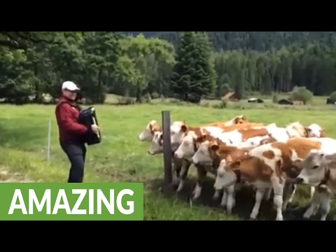 Youtube: Grazing cows rush to listen to accordion music